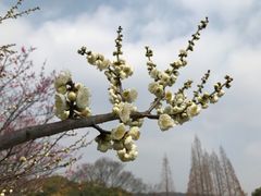 -无锡梅园公园
