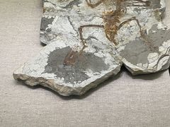 -衢州市博物馆