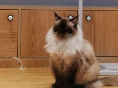 -啵啵喵·猫咖(攀华国际店)