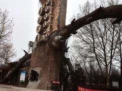 -黄河故道国家森林公园