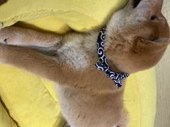 -逗柴咖啡屋·狗咖猫咖宠物桌游