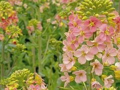 -中国天府农业博览园