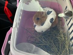 -雨林宠物医院 非犬猫异宠专科