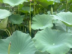 -莲花池公园