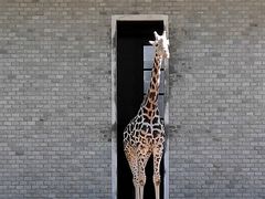 -石家庄市动物园