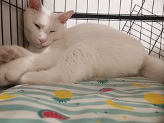 -猫的天空之城概念书店(三坊七巷店)