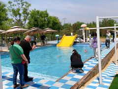 -爪吧宠物乐园 (温榆河示范区店)