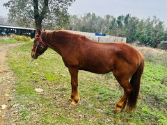 -武汉紫薇都市田园