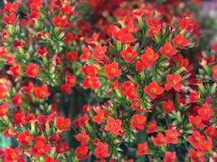 -溪岸路花鸟市场