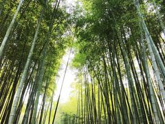 -杭州植物园