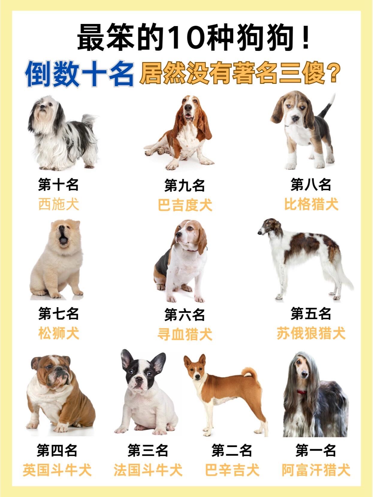狗狗智商排名大揭秘!比格上榜二哈缺席?
