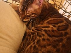 -猫腻·猫咖·撸猫馆(星光大道店)