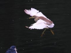 -重庆彩云湖湿地公园