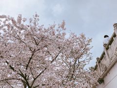 -苏州上方山国家森林公园