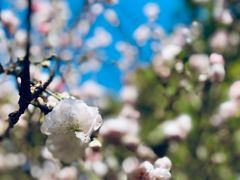 -南汇桃花村