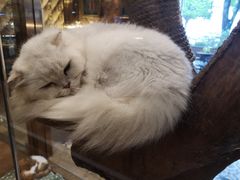 -more than meow吴止猫主题餐厅(承德 中船汇店)