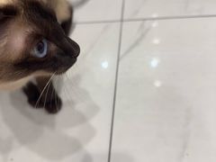 -艾吉宠物医院·疑难杂症转诊中心·猫友好(碧江路院)