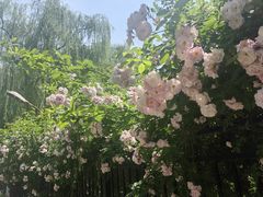 -中卫御苑福膳·养生局(圆明园店)