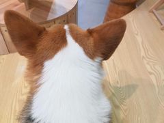 -Heymao猫咖.咖啡厅(东门店)