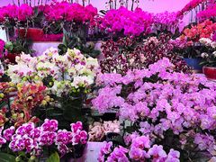 -朝来春花卉市场