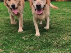 -趣玩宠物乐园寄养训犬训狗游泳池