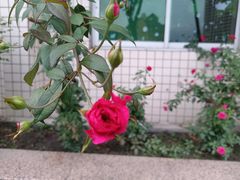-金科花卉市场