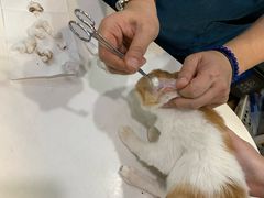 -瑞派动物医院·绝育·犬猫全科·预防医学(光景江南中店)