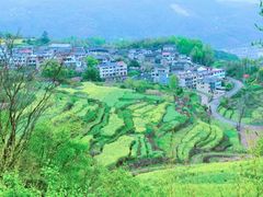 -桑洲油菜花景区