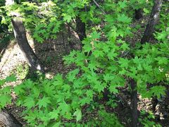 -帽儿山国家森林公园