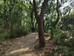 -苏州上方山国家森林公园