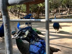 -石家庄市动物园