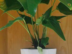 -荷花亭·湖北融合菜(十堰武商MALL店)