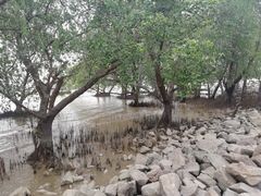 -宝安西湾红树林湿地公园