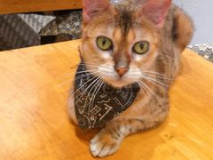 -猫色咖啡·猫咖