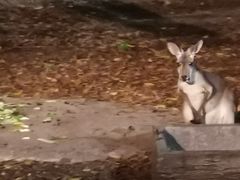 -清迈夜间动物园