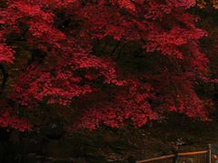 -大连天门山国家森林公园