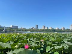 -莲花池公园