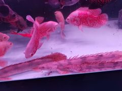 -苏州艺都古玩花鸟市场