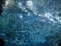 -海合安成都极地海洋公园