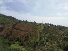 -木兰云雾山