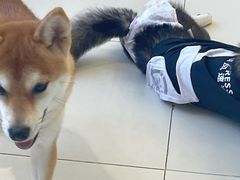 -怪兽屋·羊驼·猫咖·狗咖(俊华广场店)