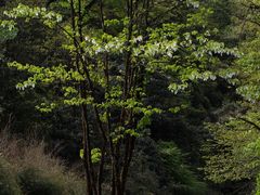 -龙苍沟森林公园