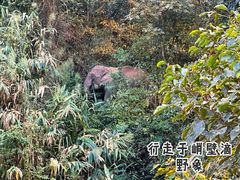 -野象谷景区