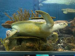 -上海海洋水族馆