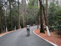 -东平国家森林公园