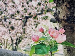 -海棠花溪(元大都城垣遗址公园)