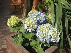 -二荆条·蜀鲜汇城市森林火锅