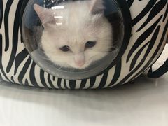 -瑞派·关忠动物医院·异宠专科·犬猫肿瘤·皮肤专科(望京店)