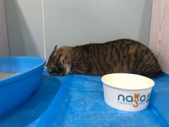 -纳吉亚猫专科动物医院·北北分院