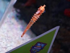 -暹罗海洋世界